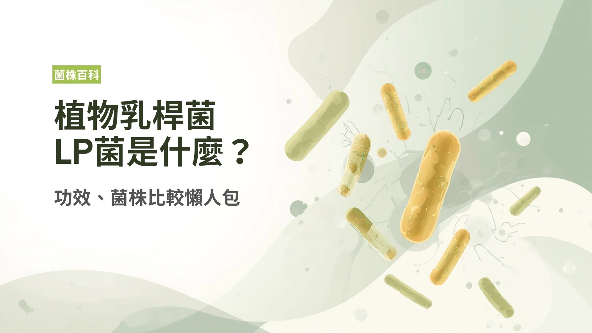 植物乳桿菌「LP菌」是什麼？完整指南：功效、菌株比較懶人包