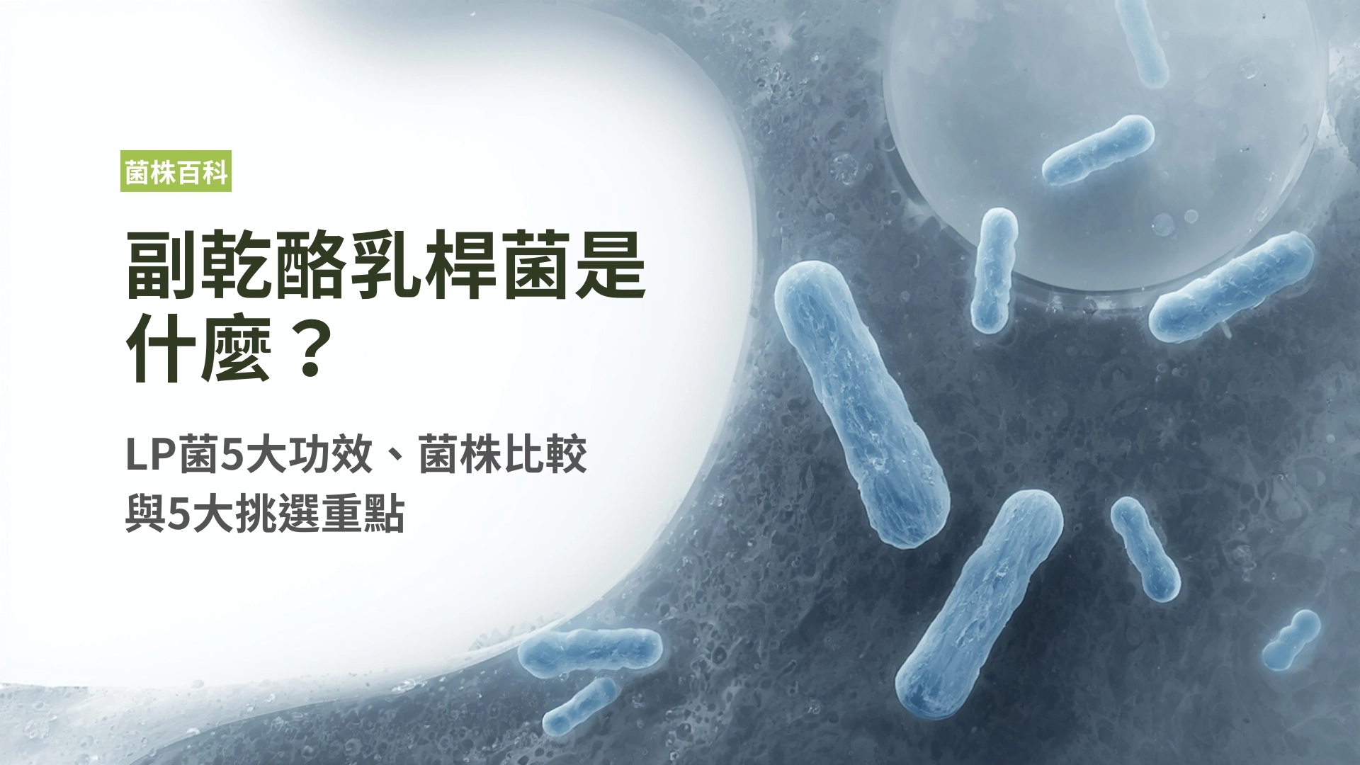 副乾酪乳桿菌是什麼？LP菌5大功效、菌株比較與5大挑選重點